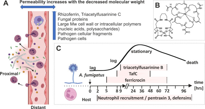 Detection of Siderophores as a Superior Noninvasive Diagnostic Tool in Unraveling Mixed Fungal Infections.