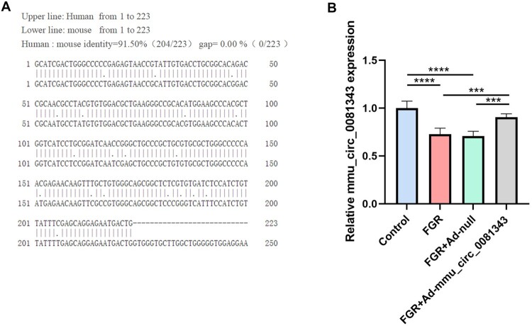 Circ_0081343 promotes autophagy and alleviates pyroptosis via PI3 K/AKT/HIF-1α axis in hypoxia-induced fetal growth restriction of mice.
