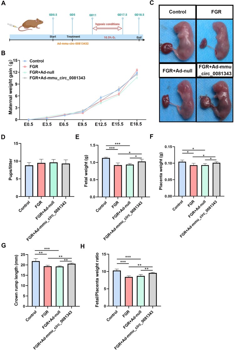 Circ_0081343 promotes autophagy and alleviates pyroptosis via PI3 K/AKT/HIF-1α axis in hypoxia-induced fetal growth restriction of mice.