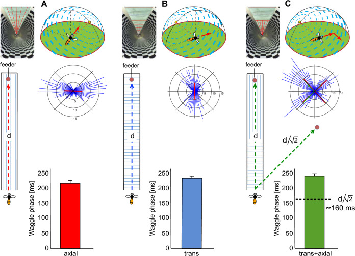 Path integration and optic flow in flying insects: a review of current evidence.