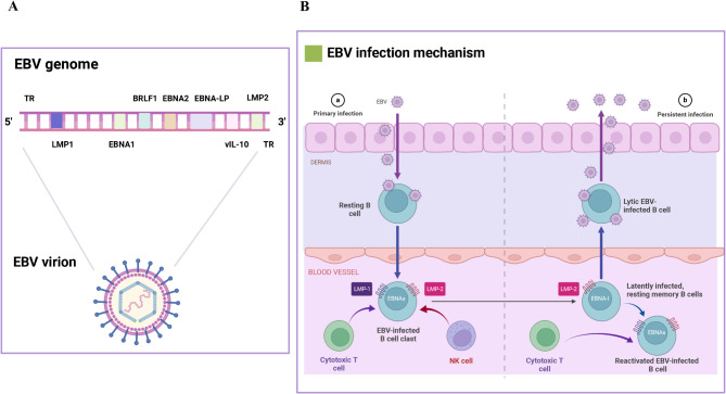 Molecular mechanisms of viral oncogenesis in haematological malignancies: perspectives from metabolic reprogramming, epigenetic regulation and immune microenvironment remodeling.