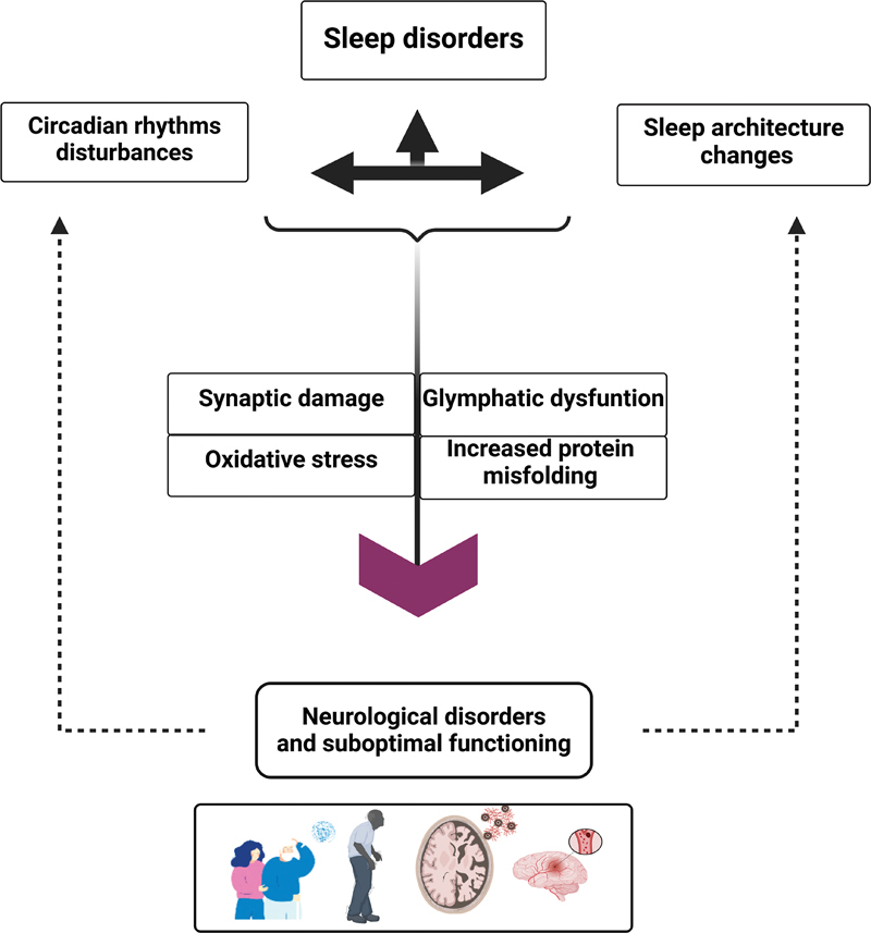 Sleep as the Foundation of Brain Health.