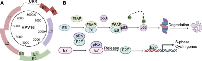Targeting HPV for the prevention, diagnosis, and treatment of cervical cancer.
