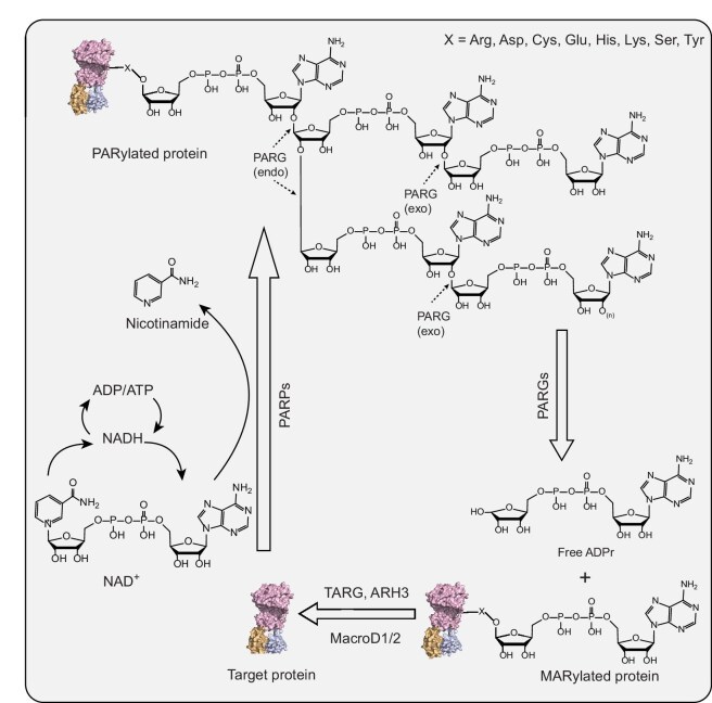 Prospects for PARG inhibitors in cancer therapy.