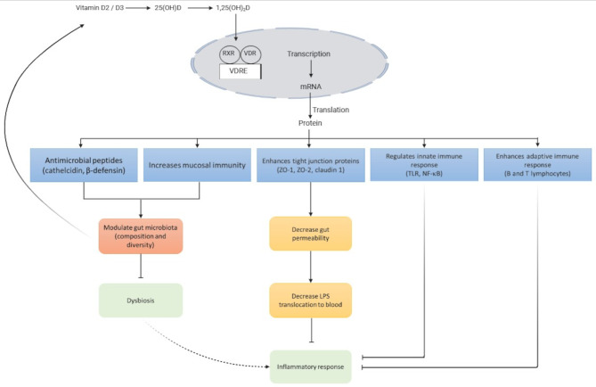 Gut-vitamin D interplay: key to mitigating immunosenescence and promoting healthy ageing.
