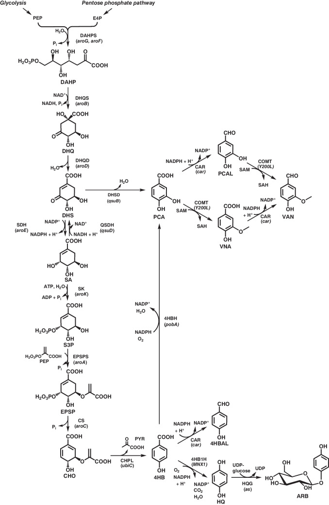 Engineering of Corynebacterium glutamicum for the synthesis of aromatic compounds.