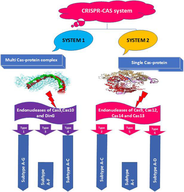 Unlocking genetic potential: a review of the role of CRISPR/Cas technologies in rapeseed improvement.