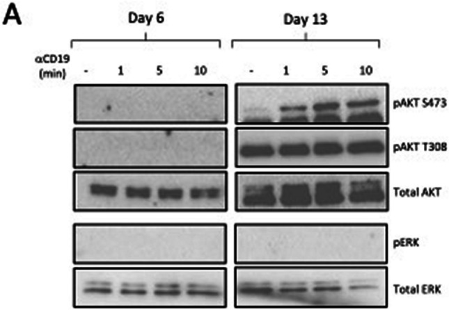 Correction to: Inherited CD19 Deficiency Does Not Impair Plasma Cell Formation or Response to CXCL12.