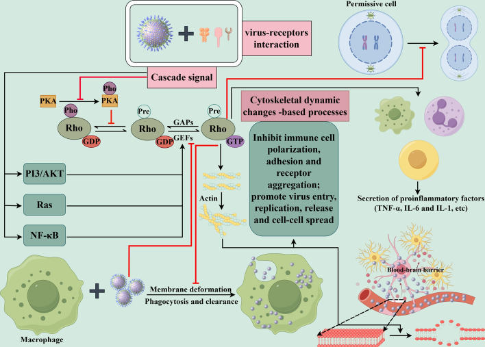 Rho-GTPases subfamily: cellular defectors orchestrating viral infection.