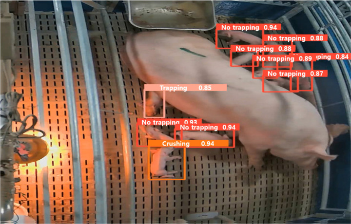 Automatic detection of trapping events of postnatal piglets in loose housing pen: comparison of YOLO versions 4, 5, and 8.