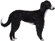 Determination of Some Morphological Characteristics of the Kyrgyz Taigan Dog Breed.