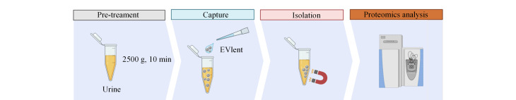 [Efficient capture and proteomics analysis of urinary extracellular vesicles by affinity purification].