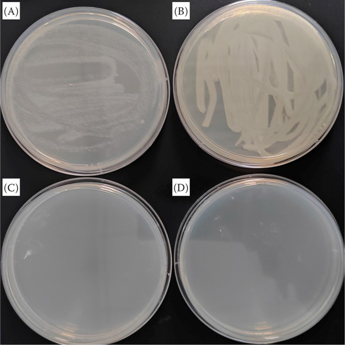 Antibacterial activity and compositional analysis of <i>Acer truncatum</i> bunge leaf extract against <i>Staphylococcus aureus</i>.