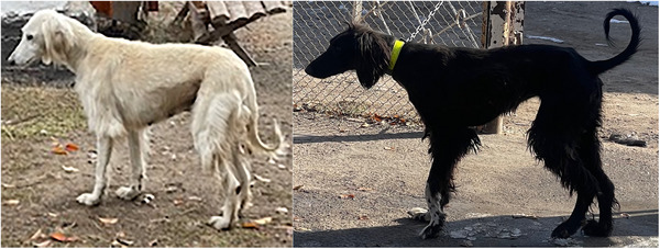 Determination of Some Morphological Characteristics of the Kyrgyz Taigan Dog Breed.