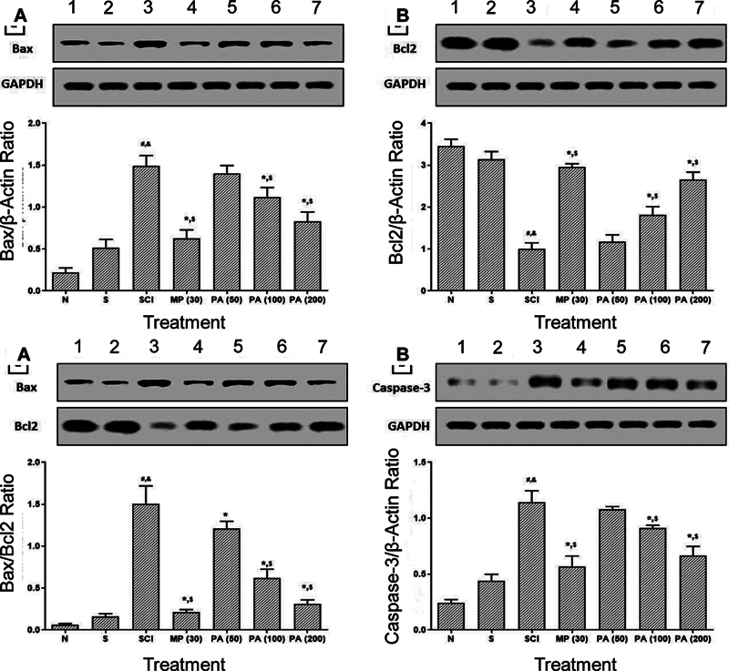 Phyllanthin from Phyllanthus amarus exerts neuroprotective effects against spinal cord injury in experimental rats.