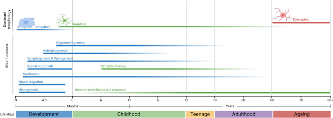 The Hallmarks of Ageing in Microglia.