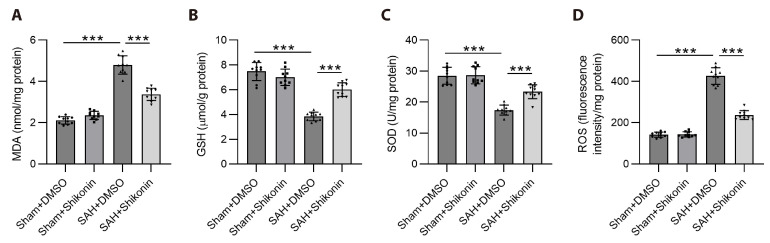 Shikonin attenuates blood-brain barrier injury and oxidative stress in rats with subarachnoid hemorrhage by activating Sirt1/Nrf2/HO-1 signaling.