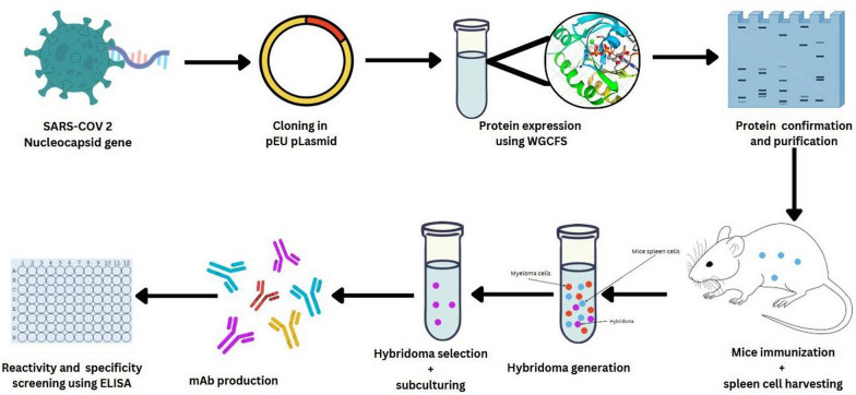 Development of monoclonal antibodies against SARS-CoV-2 nucleocapsid protein for COVID-19 antigen detection.