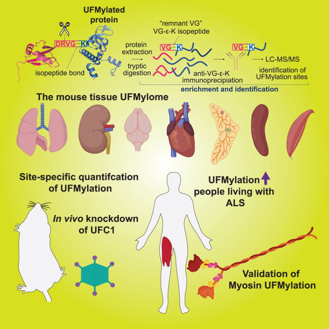 Site-specific quantification of the in vivo UFMylome reveals myosin modification in ALS.