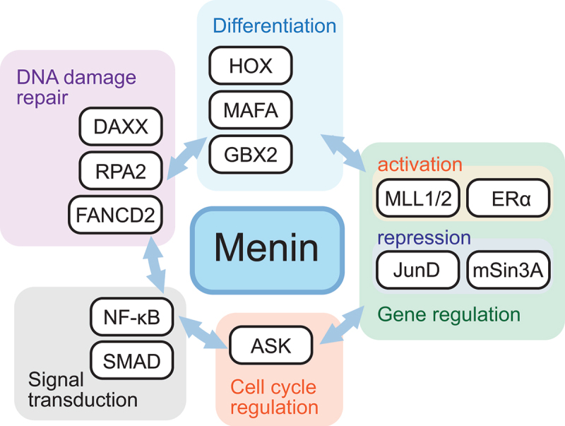 Menin: from molecular insights to clinical impact.