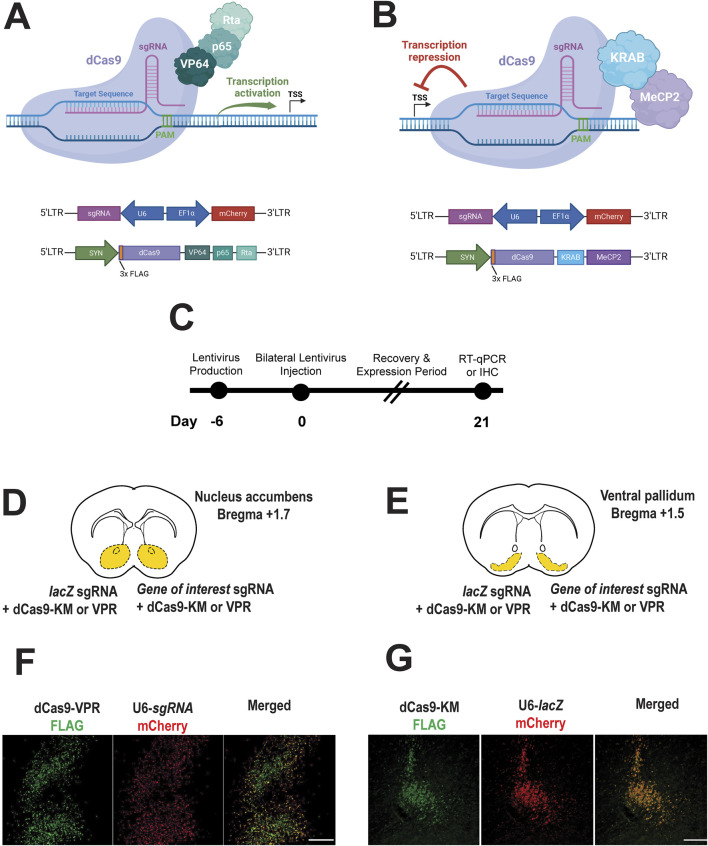 Lentiviral CRISPRa/i in the adult prairie vole brain: modulating neuronal gene expression without DNA cleavage.