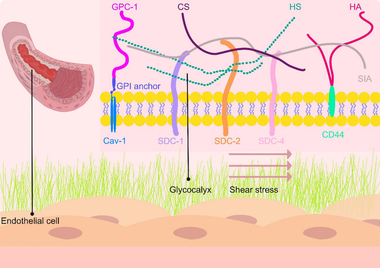 The glycocalyx: a key target for treatment of severe acute pancreatitis-associated multiple organ dysfunction syndrome.