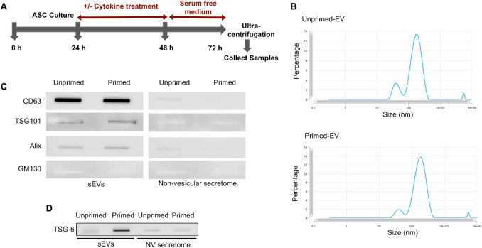 TNF-Stimulated Gene-6, Part of Extracellular Vesicles in Adipose Tissue-Derived Mesenchymal Stem Cell Concentrated Conditioned Medium, Affects Microglial Activity.