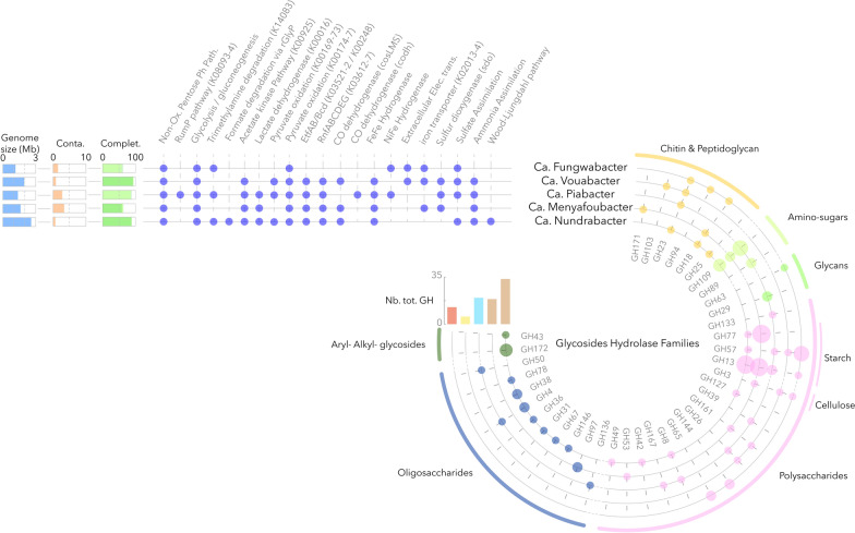 Genomic characterisation of novel extremophile lineages from the thalassohaline lake Dziani Dzaha expands the metabolic repertoire of the PVC superphylum.