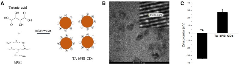 Tartaric acid-branched polyethyleneimine carbon dots promote repair of bone defect via osteogenic differentiation.