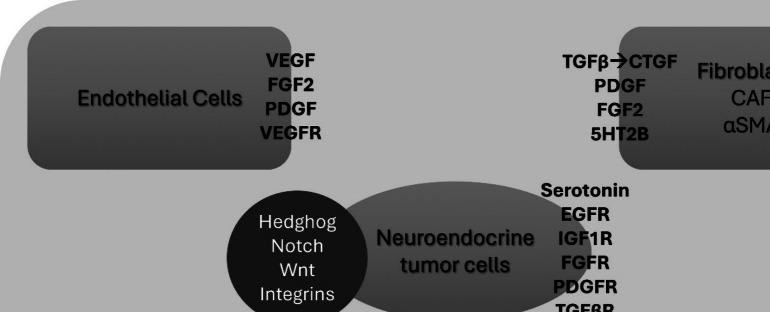 Mesenteric Fibrosis in Neuroendocrine Neoplasms: a Systematic Review of New Thoughts on Causation and Potential Treatments.