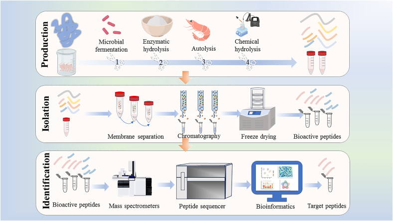 Review on bioactive peptides from Antarctic krill: From preparation to structure-activity relationship and tech-functionality.