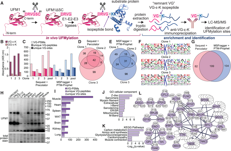 Site-specific quantification of the in vivo UFMylome reveals myosin modification in ALS.