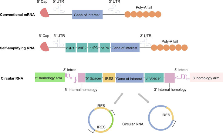 Advancing mRNA vaccines for infectious diseases: key components, innovations, and clinical progress.