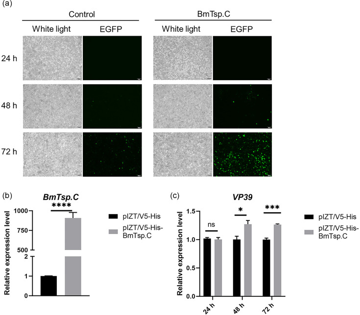 Functional analysis of <i>BmTsp.C</i> in modulating infection of BmNPV through apoptosis pathways in domestic silkworm (<i>Bombyx mori</i>).