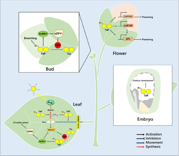 The synthesis, degradation and biological function of trehalose- 6-phosphate.