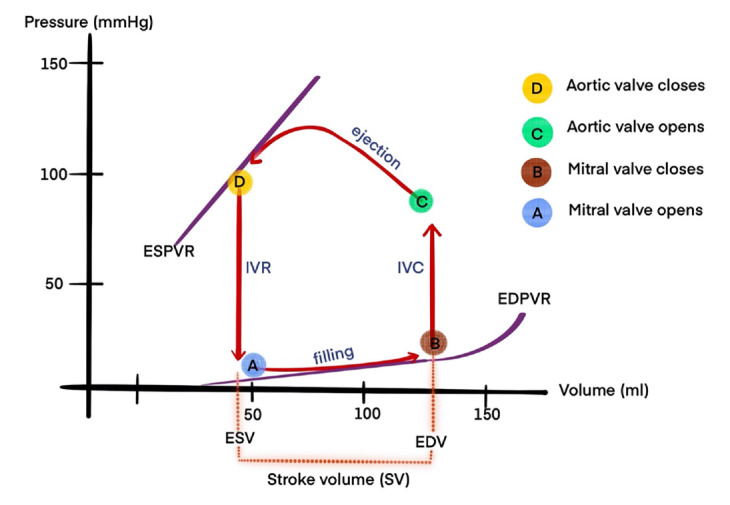 Foundations and Advancements in Hemodynamic Monitoring: Part I-Elements of Hemodynamics