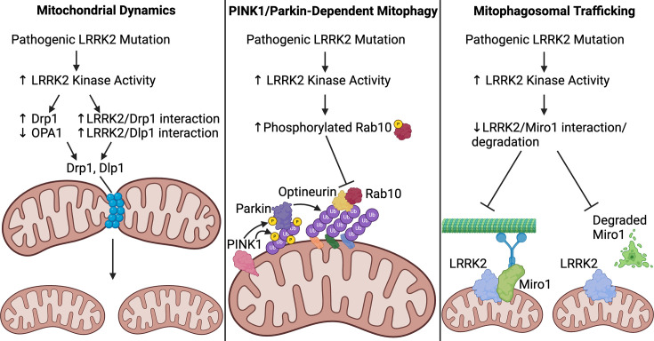 LRRK2-mediated mitochondrial dysfunction in Parkinson's disease.