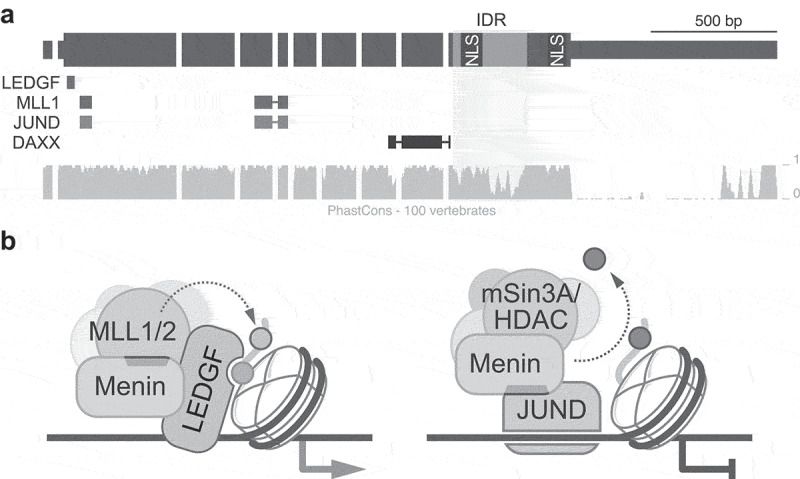 Menin: from molecular insights to clinical impact.