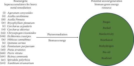Phytoremediation: Sustainable Solutions for Heavy Metal Pollution and Bioenergy in Bangladesh.