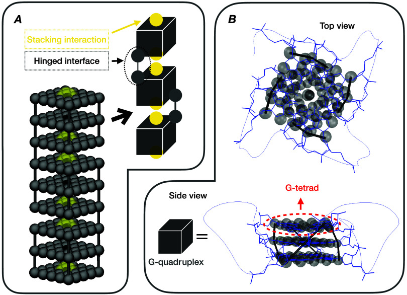 Polymeric Properties of Telomeric G‑Quadruplex Multimers: Effects of Chemically Inert Crowders