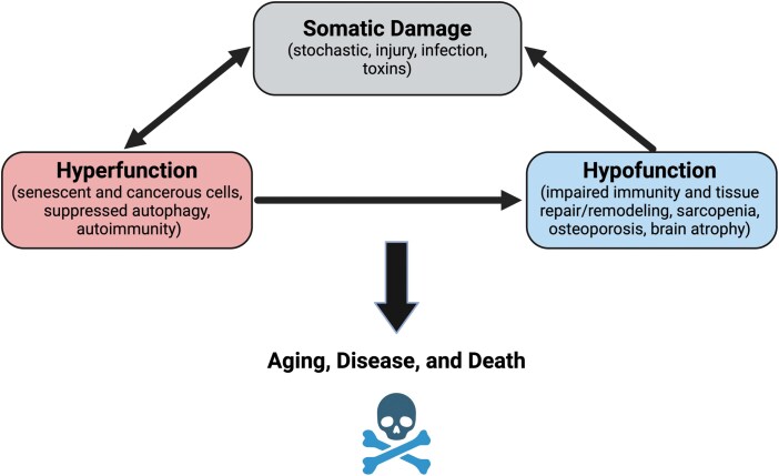 An evolutionary medicine and life history perspective on aging and disease: Trade-offs, hyperfunction, and mismatch.