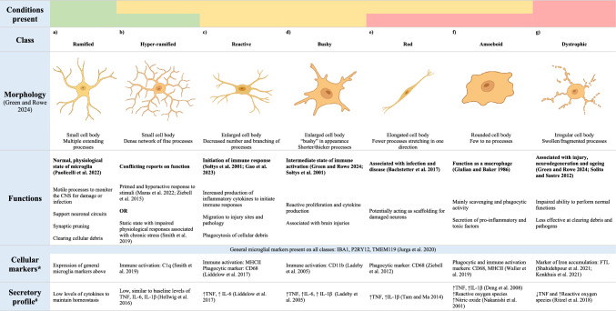 The Hallmarks of Ageing in Microglia.