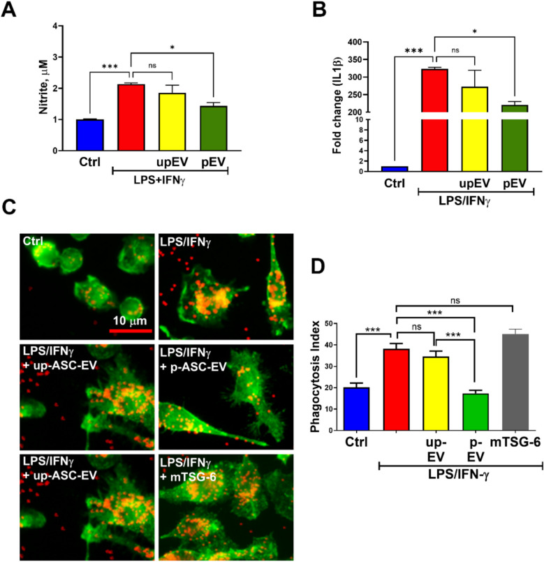 TNF-Stimulated Gene-6, Part of Extracellular Vesicles in Adipose Tissue-Derived Mesenchymal Stem Cell Concentrated Conditioned Medium, Affects Microglial Activity.