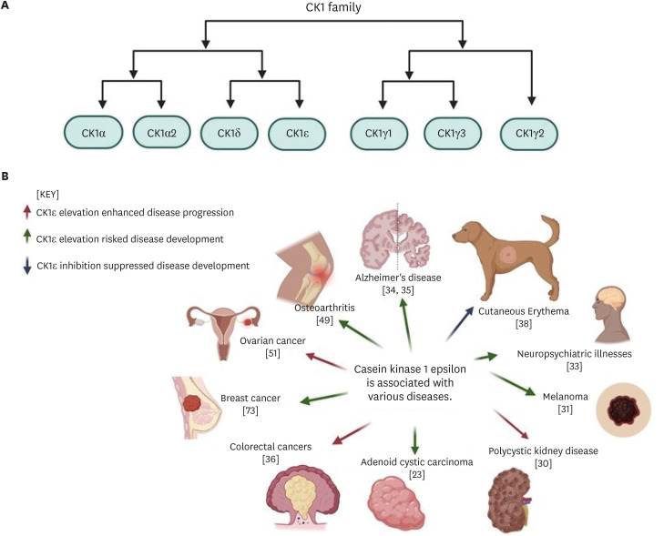 Casein kinase 1 epsilon (CK1ε) as a potential therapeutic target in chronic liver disease.