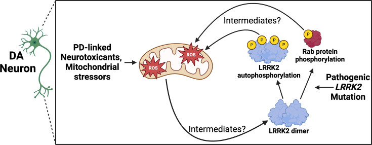 LRRK2-mediated mitochondrial dysfunction in Parkinson's disease.