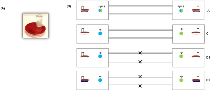 Open and closed economies as possible alternative strategies to resource heterogeneity in ants.