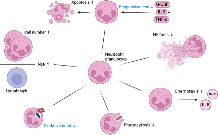 Zinc deficiency as possible link between immunosenescence and age-related diseases.