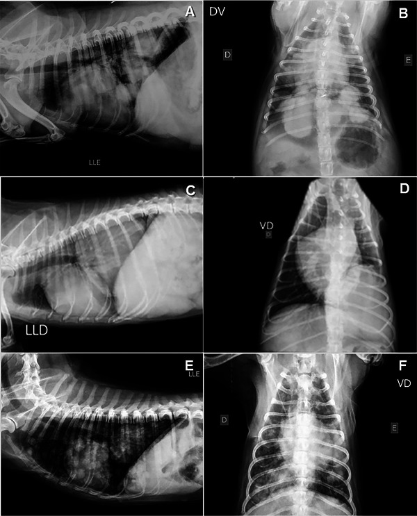 Acoustic Radiation Force Impulse Elastographic Study of Lung Lesions in Dogs.