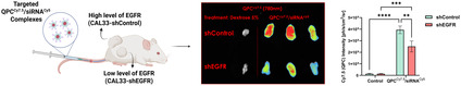 Targeted siRNA Delivery Using Cetuximab-Conjugated Starch for Epidermal Growth Factor Receptor-Driven Head and Neck Squamous Cell Carcinoma.