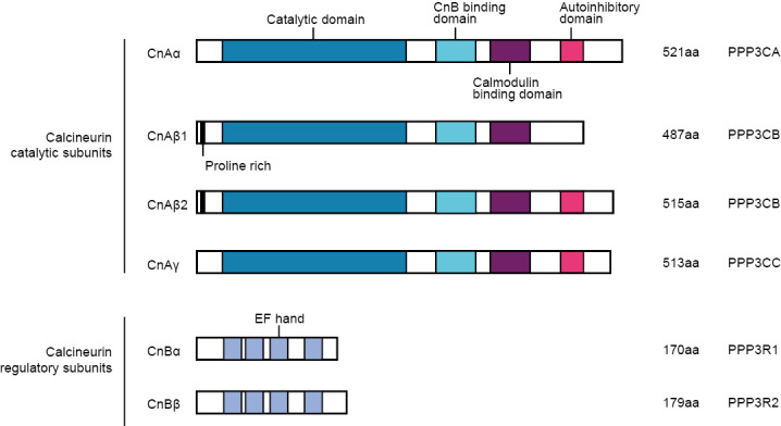 Calcineurin in cancer signaling networks.